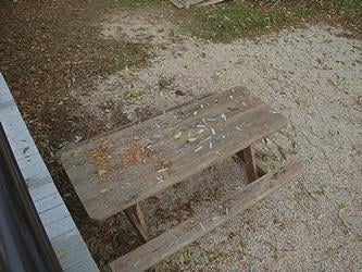 Lead Pain Chips and Lead Dust on Picnic Table