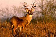 avoiding Lead poisoning cooking wild game, 