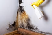 What contractors should do if they find mold